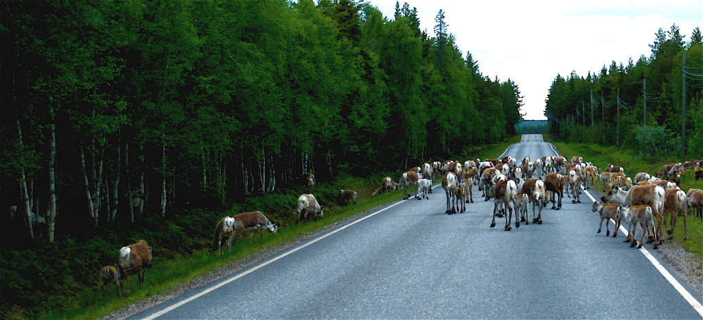 Reindeer_road_blockroad