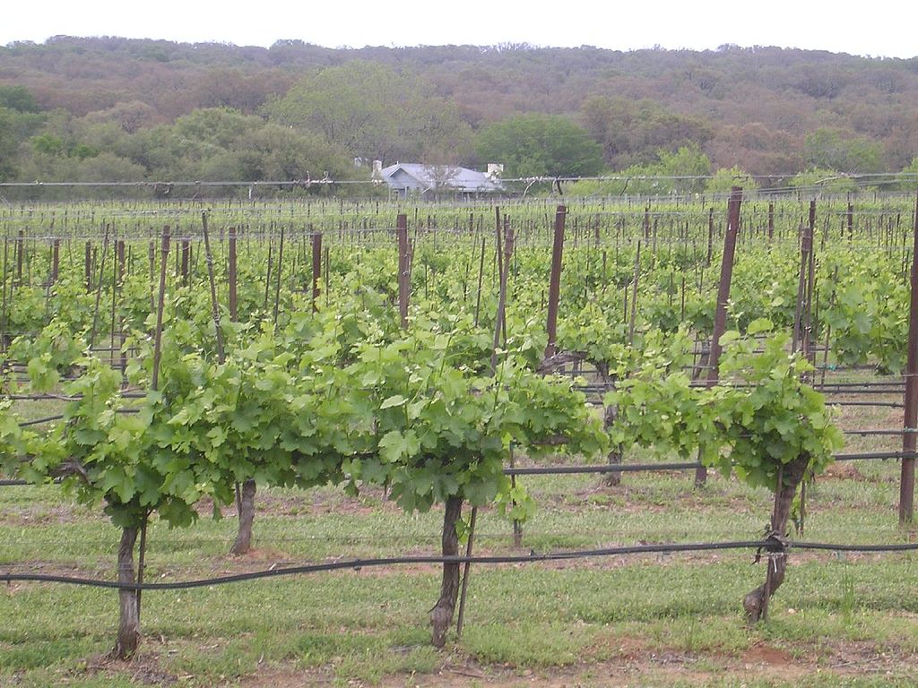 Texas_Hills_vineyard
